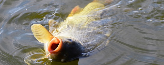 冬钓鲫鱼怎么选钓点(冬天钓鲫鱼怎样找钓点)