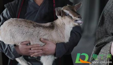 大秦赋李斯为什么要抱着羊(大秦赋李斯怎么见到秦王的) 大秦赋李斯为什么要抱着羊(大秦赋李斯怎么见到秦王的)