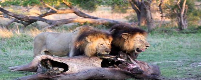 属于狮子们奇怪的联盟(狮子联盟是怎么形成的)