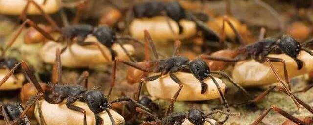 沙漠行军蚁真的存在吗(沙漠行军蚁蚁后)