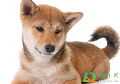 宠物看病比人贵合理吗(为什么给动物看病比人还贵)