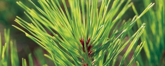 树如何分类(树是什么类别)