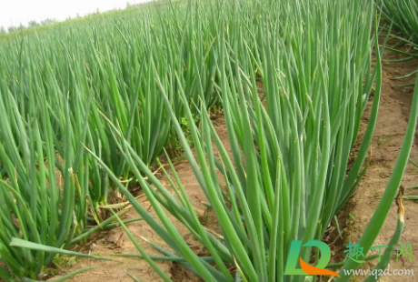 葱叶黄了怎么补救(葱叶发黄怎么办)