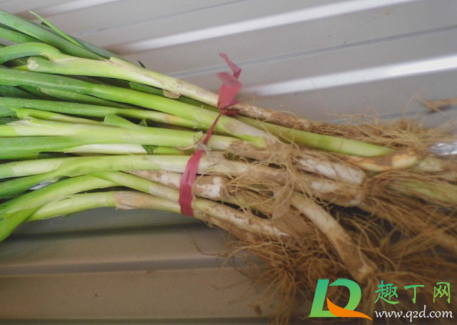 葱叶黄了怎么补救(葱叶发黄怎么办)