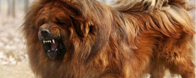 藏獒比较凶(藏獒到底有多凶)