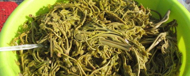 木兰芽的食用方法(木兰芽功效)