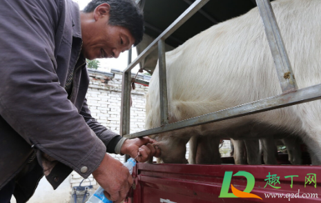 兰州布病感染事件是怎么回事(兰州布病感染事件的解决方案)