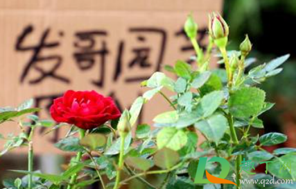 浇花酵素水怎么做(酵素浇花的使用方法) 浇花酵素水怎么做(酵素浇花的使用方法)