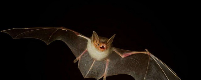 蝙蝠的视力差吗(蝙蝠的视力是什么水平)