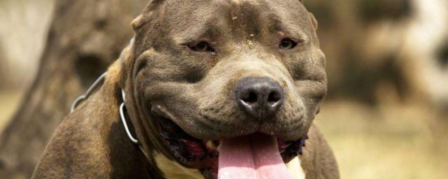 怎么改善比特犬护食(宠物犬护食怎么办)