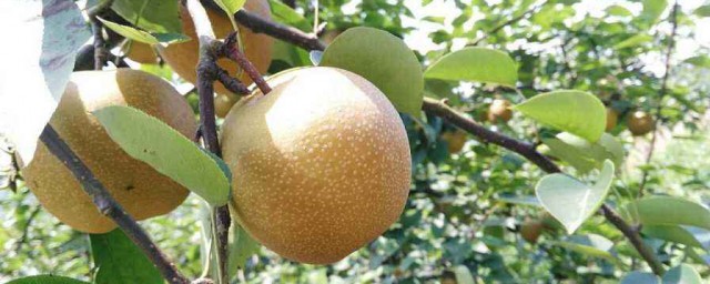 梨子不能和什么一起吃(梨子和什么食物不能一起吃)