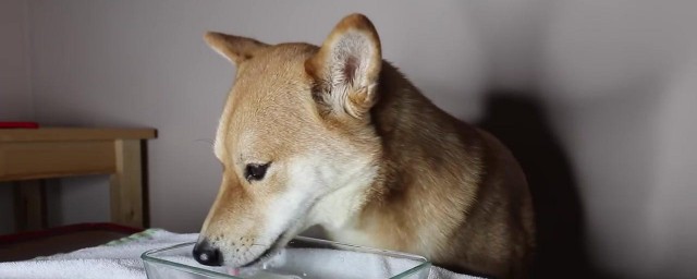 三种狗狗禁忌食物介绍(狗狗饮食禁忌狗狗不能吃的十大类食物)