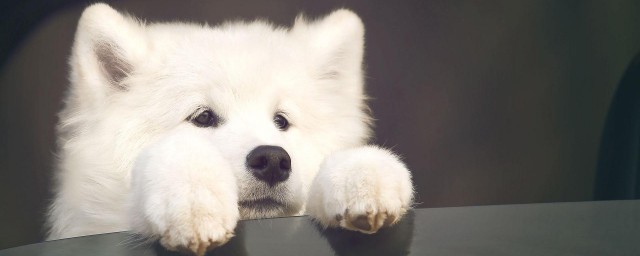 从这几点可以看出狗把谁当主人(狗知道主人是人吗)