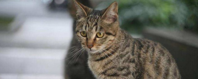 这种猫最野也最会捉老鼠(哪种宠物猫会捉老鼠)