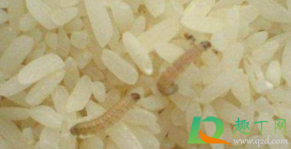大米长白色肉虫还能吃吗(大米长白色肉虫怎么办)