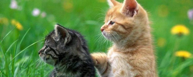 猫咪属于什么科的动物(猫咪是什么科类动物)