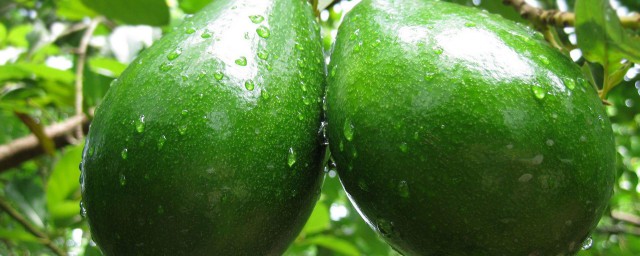 牛油果有美容养颜的功效吗(牛油果能美容)