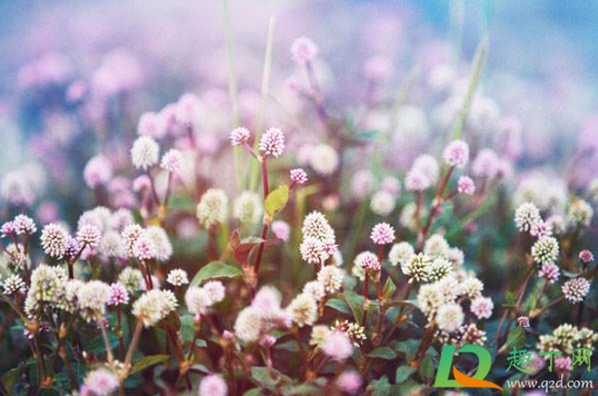 2021年1月有哪些节日纪念日(2021年1月节日有哪些节日及时间) 2021年1月有哪些节日纪念日(2021年1月节日有哪些节日及时间)