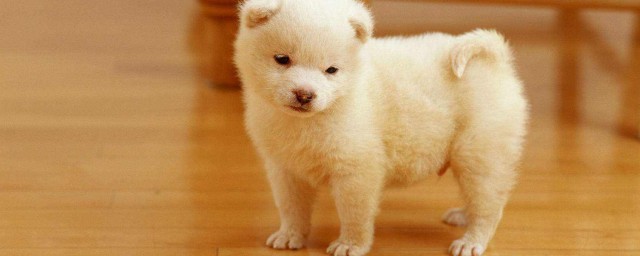 带狗狗出门注意事项(幼犬带出门要注意什么)