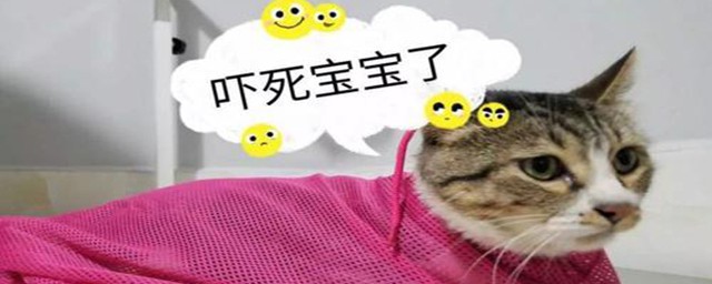 流浪猫产仔会把小猫藏在什么地方(流浪母猫会把小猫藏在哪里)