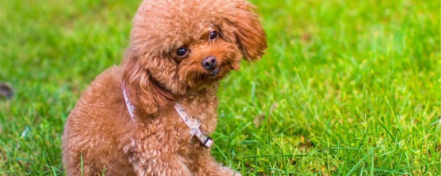 这几种狗狗适合有宝宝家庭饲养(宝宝适合养的狗)