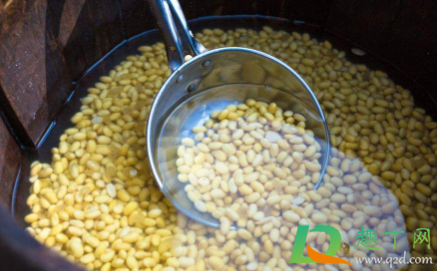 黄豆泡发多久合适(黄豆泡发要多久)