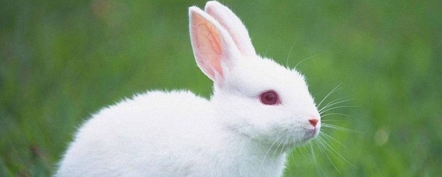 为什么光吃不长(为什么光吃不长高)