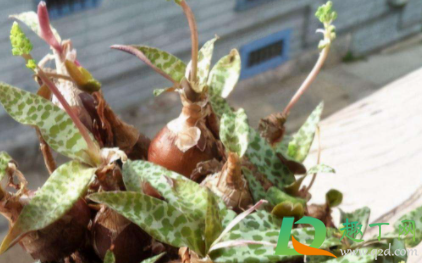 浇花酵素水怎么做(酵素浇花的使用方法) 浇花酵素水怎么做(酵素浇花的使用方法)