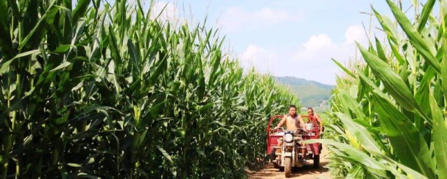 可以种这些(哪些东西可以种)