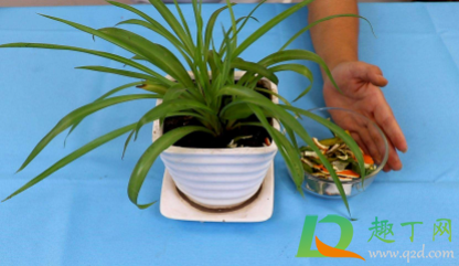 橘子皮浇花怎么弄(橘子皮浇花要稀释吗) 橘子皮浇花怎么弄(橘子皮浇花要稀释吗)