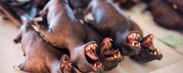 是什么动物(蝾螈是什么动物)