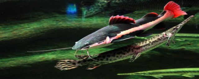 招财猫鱼可以活多久(招财猫鱼好养活吗)