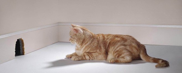 猫为什么会捉老鼠(猫为啥会捉老鼠)