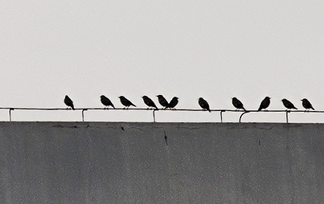 去码头整点薯条啥梗是什么意思(去码头整点薯条)