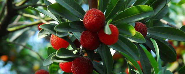 杨梅树杆可以和这些果树嫁接(杨梅树可以和什么树嫁接?)