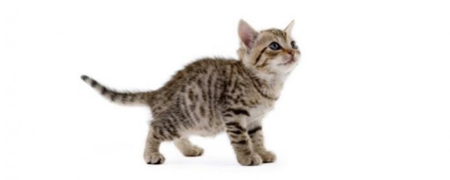 猫跑到我家里叫预示着什么(猫跑到家里来什么意思)