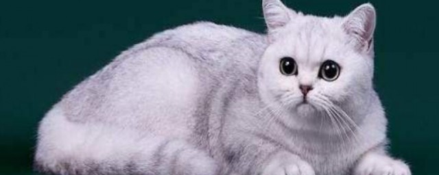 猫真的有灵性吗(猫真的有灵性吗?真实答案?)