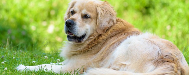 挑选狗狗注意事项(挑选幼犬需要注意什么)