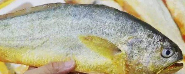 爱吃黄花鱼的小主快来了解下(吃小黄花鱼的好处)