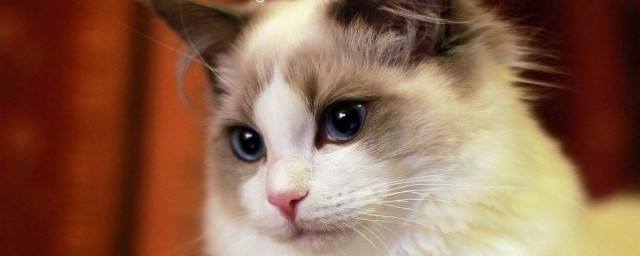 布偶猫是否忠诚呢(布偶猫对谁都信任吗)