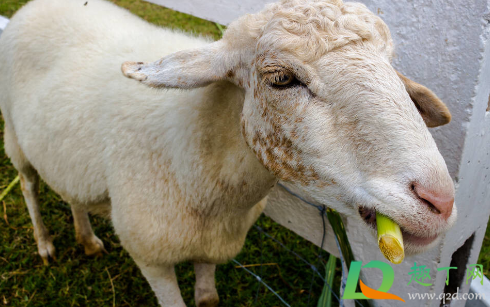兰州布病感染是什么时候开始的(兰州布病是传染病吗)