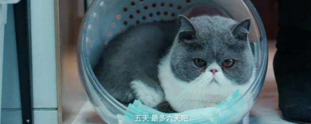 囧妈里的猫是什么猫呢(猫妈我是谁)