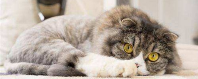 厕所被猫砂堵了的解决方法(厕所让猫砂堵了)