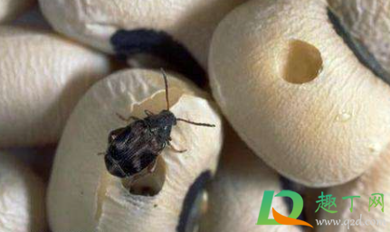 黄豆里的虫子有毒吗(生了虫子的黄豆还能吃吗是否有毒) 黄豆里的虫子有毒吗(生了虫子的黄豆还能吃吗是否有毒)