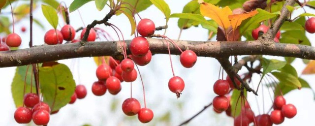 果实营养价值介绍(苹果的营养成分)