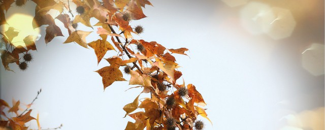 值得收藏的描写秋天的诗句(写给秋天的诗句有哪些)