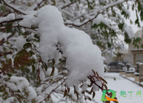 冬天雪多对庄稼好吗(冬天不下雪对庄稼有什么影响) 冬天雪多对庄稼好吗(冬天不下雪对庄稼有什么影响)