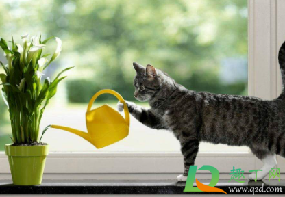 橘子皮浇花怎么弄(橘子皮浇花要稀释吗) 橘子皮浇花怎么弄(橘子皮浇花要稀释吗)