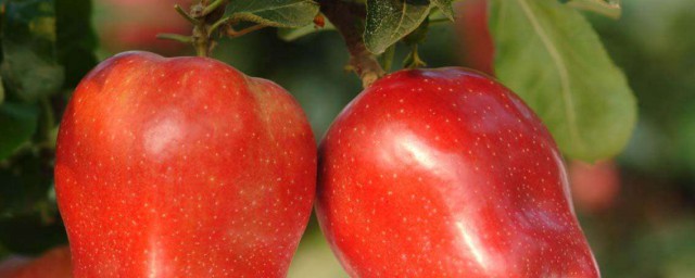 苹果的营养价值是什么(苹果的营养价值是什么它是由什么她的体内是什么东西)