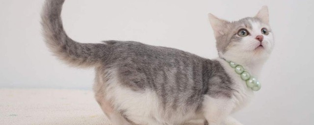 猫咪在什么情况下会放屁(猫咪会放屁正常吗)